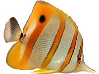 vis